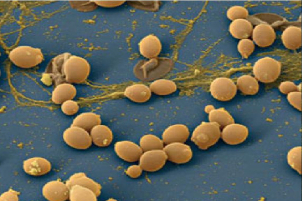 microbes-img